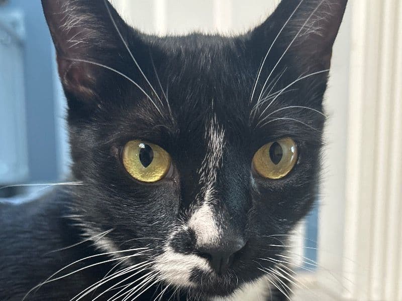 Pebbles primary photo