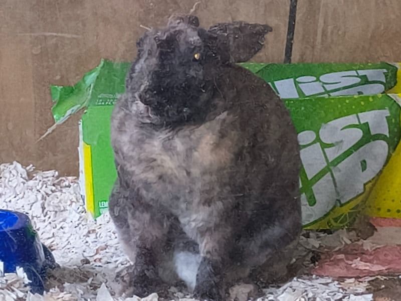 Thumper primary photo