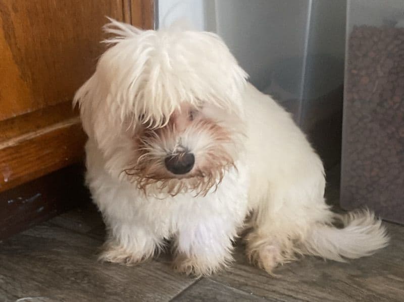 Maltese 7 months old male small named Mallow for sale in Cumberland County, New Jersey | Petmeetly