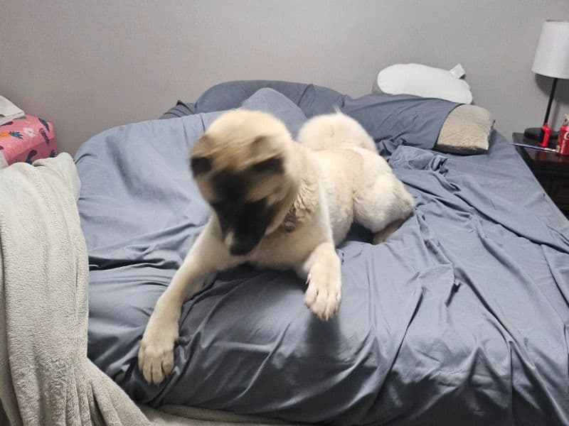 Akita 1 year 7 months old female large named Delilah for breeding in Onslow County, North Carolina | Petmeetly