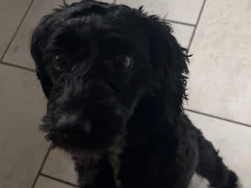 Sadie primary photo