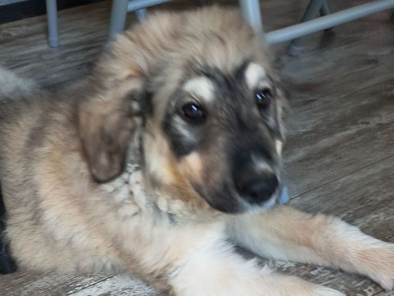 Great Pyrenees 4 months old female large named Needs A Name for adoption in Rutherford County, North Carolina | Petmeetly