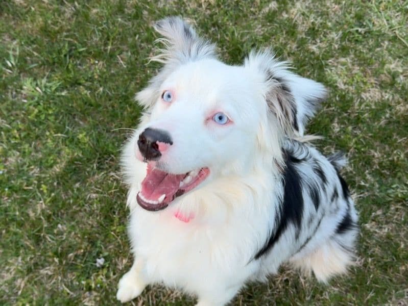 Pepper primary photo