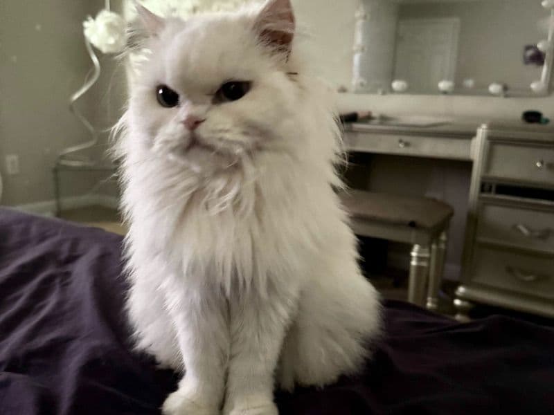 Persian 3 years old female named Nala for sale in Charleston County, South Carolina | Petmeetly