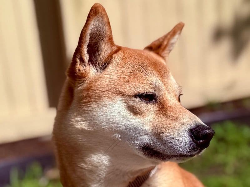 Suki primary photo