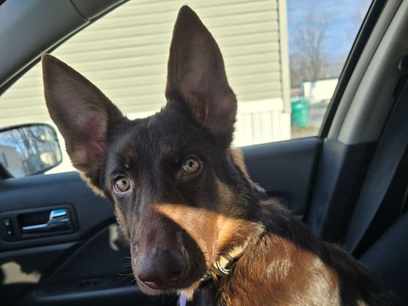 German Shepherd 5 months old female medium named Cinnamon for sale in Niagara County, New York | Petmeetly