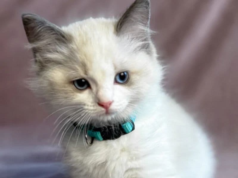 Ragdoll 3 months old female named Sophie for adoption in New York, New York | Petmeetly