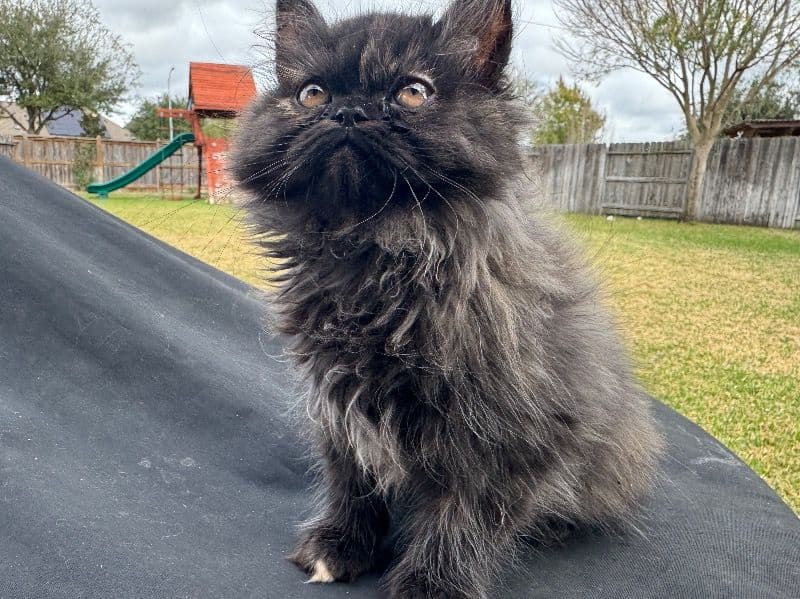 Persian 3 months old female named Daisy & Brownie for sale in Williamson County, Texas | Petmeetly