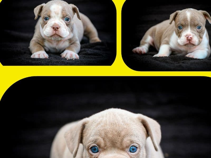 American Bully Puppies primary photo