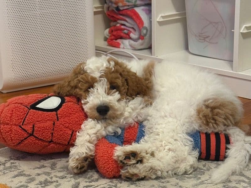 Goldendoodle 4 months old male small named Mackenzie for sale in Lower Connecticut River Valley Planning Region, Connecticut | Petmeetly