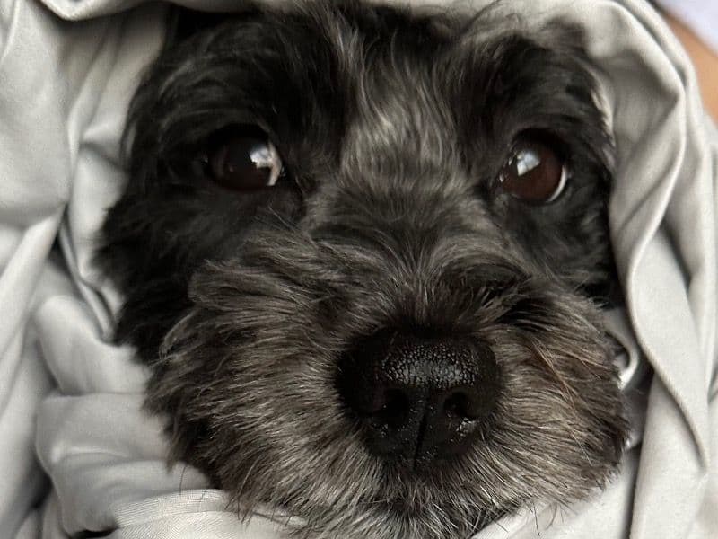 Oreo primary photo