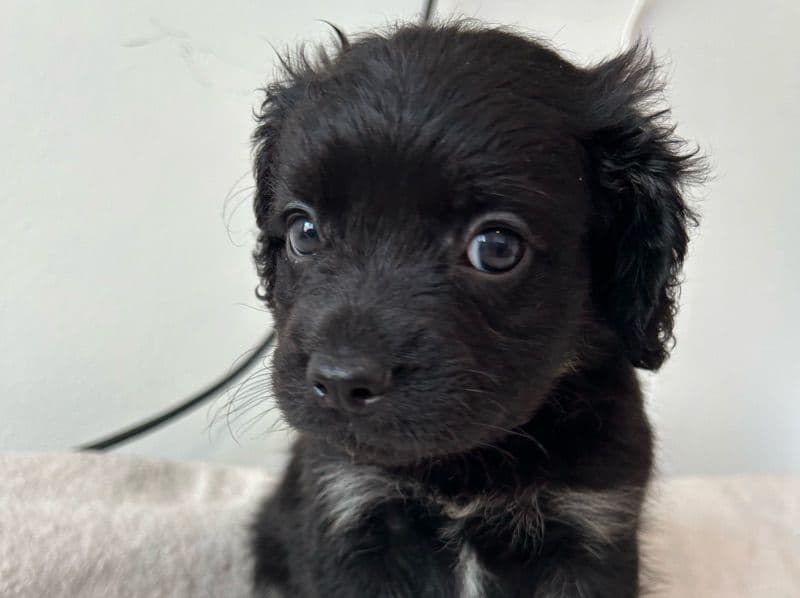 Puppy 2 primary photo