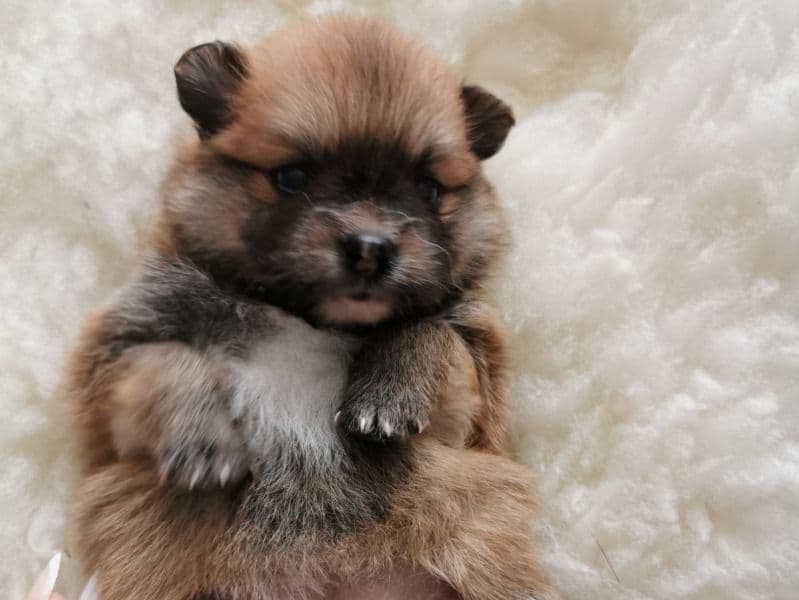 Pomeranian 6 months old female small named Gina for sale in West Midlands, England | Petmeetly