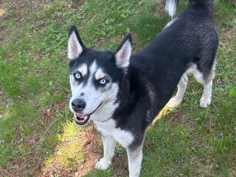 Luna primary photo