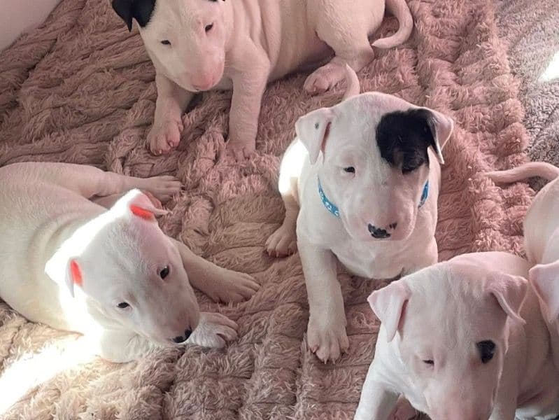 Puppies primary photo