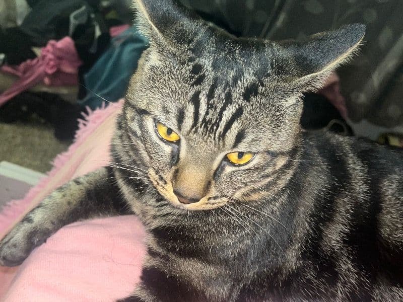 Mookie primary photo