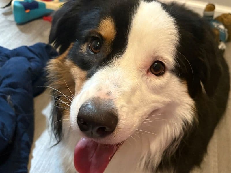 Benji primary photo