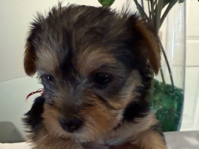 Luna primary photo