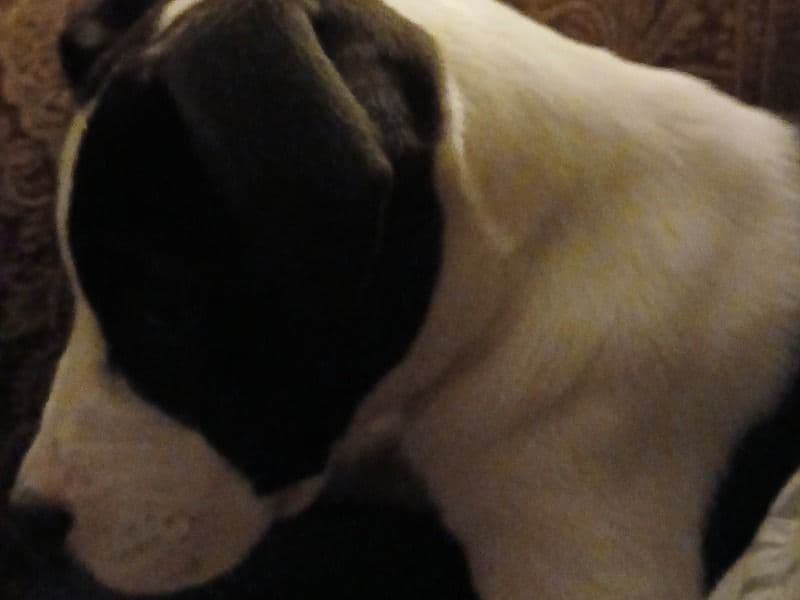 Lab Pointer 10 months old male large named Buddy for adoption in Oklahoma County, Oklahoma | Petmeetly