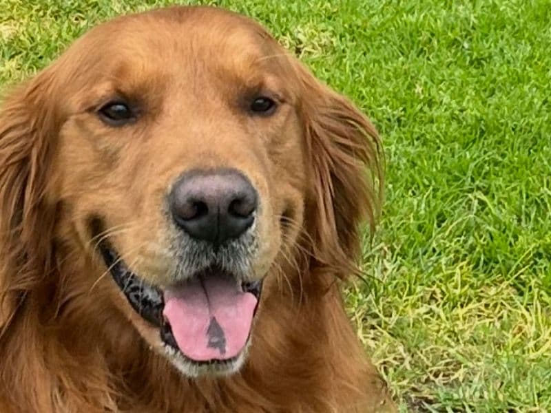 Golden Retriever 6 years old male large named Brooks for breeding in Fallbrook, California | Petmeetly