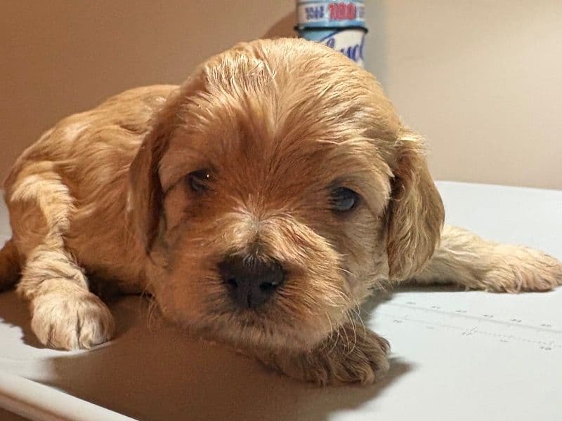 Cavapoo (Cavadoodle) 2 months old female small named Pink Collar for sale in Gwinnett County, Georgia | Petmeetly