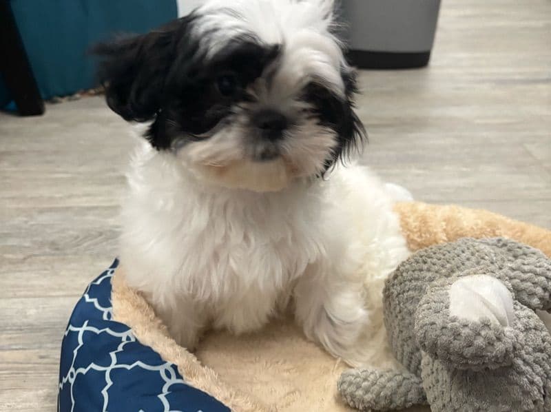 Maltese Shih Tzu 11 months old female small named Sassy for sale in Bartow County, Georgia | Petmeetly