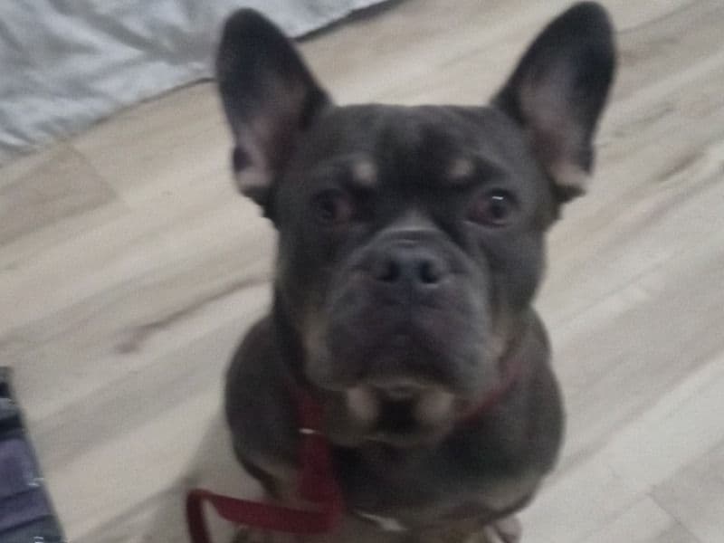 French Bulldog 1 year 4 months old male medium named Benji for sale in Los Angeles County, California | Petmeetly