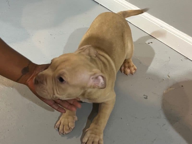 American Bully 9 months old male small named No Name for sale in St. Louis, Missouri | Petmeetly