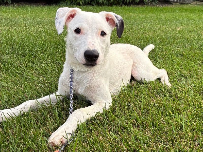 White Labrador Retriever 10 months old female medium named Nala for adoption in Wayne County, Michigan | Petmeetly