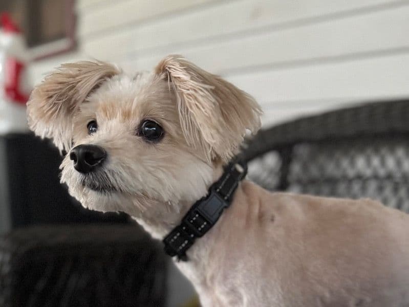 Maltipoo 5 years old male small named Jax for sale in Greene County, Pennsylvania | Petmeetly