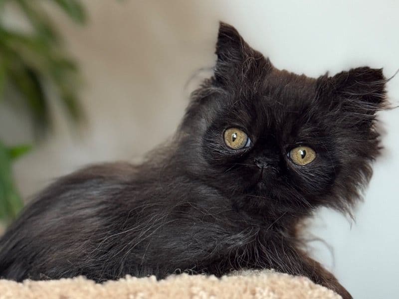 Persian 1 year 5 months old male named Shuman for breeding in Frontenac County, Ontario | Petmeetly
