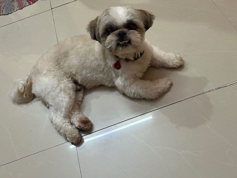 Leo primary photo
