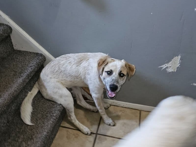Great Pyrenees 1 year old male large named Hades for sale in Union County, New Jersey | Petmeetly