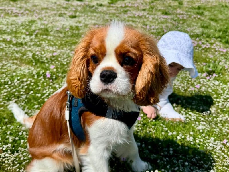 Toto primary photo