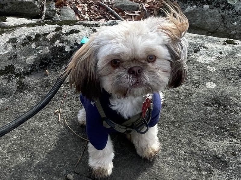 Knugget primary photo