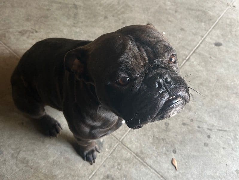 American PitBull Terrier 2 years 10 months old male medium named Kong for sale in Fresno County, California | Petmeetly