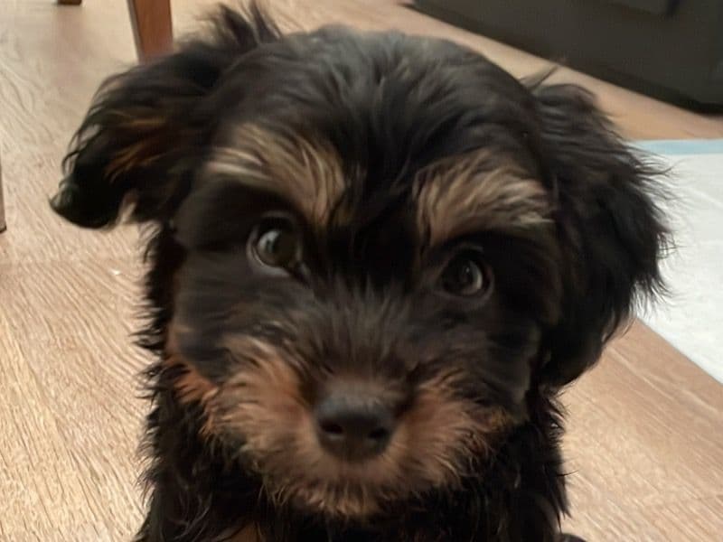Miniature Schnauzer 5 months old male small named Buddy for sale in Alameda County, California | Petmeetly