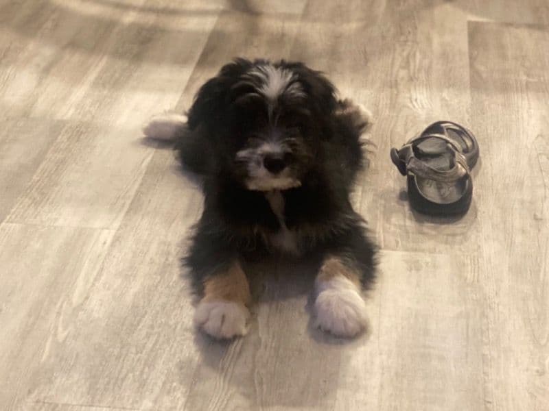 Koda primary photo