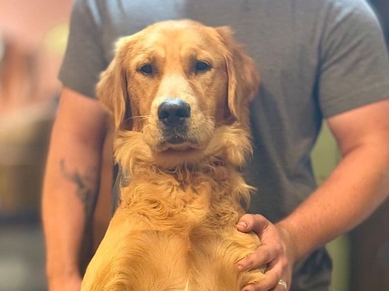 Simba primary photo