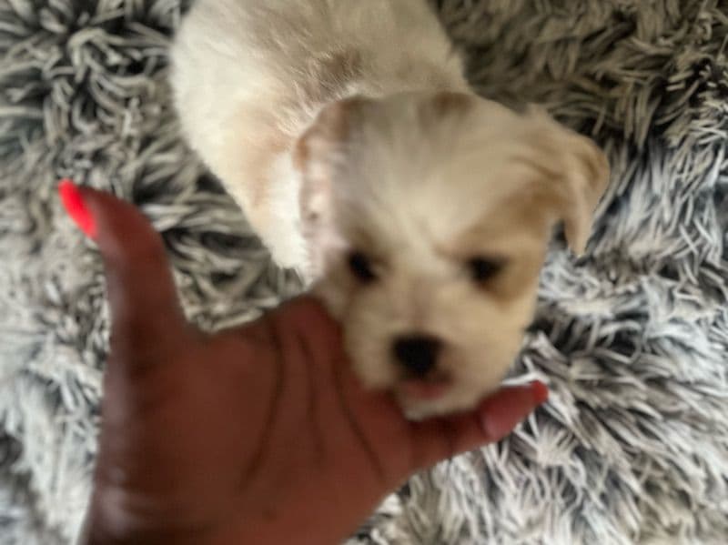 Dorgi 7 months old female small named Pepper for adoption in Summit County, Ohio | Petmeetly