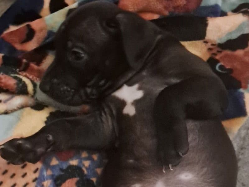 Lulu primary photo