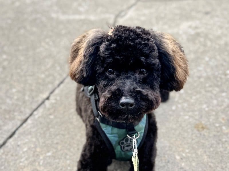 Toy Poodle 1 year 2 months old male small named Donut for adoption in Toronto, Ontario | Petmeetly