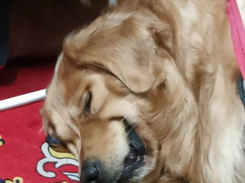 Golden Retriever 2 years 11 months old male large named Tracker for breeding in Hyderabad, Telangana | Petmeetly