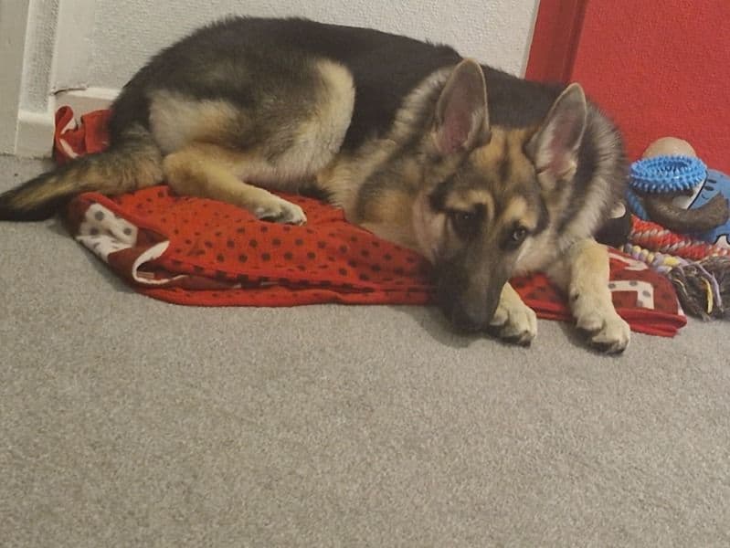 Black German Shepherd 1 year 10 months old male large named Rex for breeding in Portsmouth, England | Petmeetly