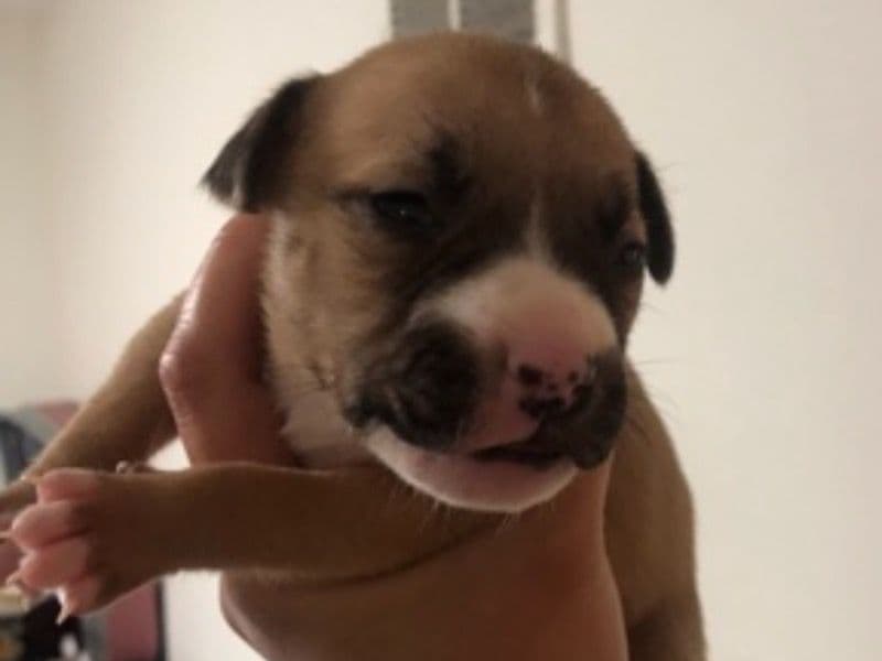 American Bully 1 month old female small named Ms Brownie for sale in Arlington County, Virginia | Petmeetly