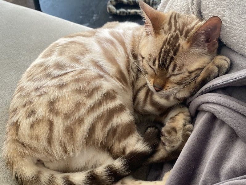 Bengal 1 year 1 month old female named Lilly for breeding in West Yorkshire, England | Petmeetly