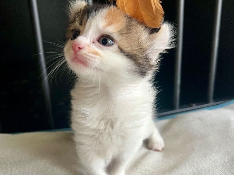 Maine Coon 3 months old female named Lina for sale in Triangle, Virginia | Petmeetly