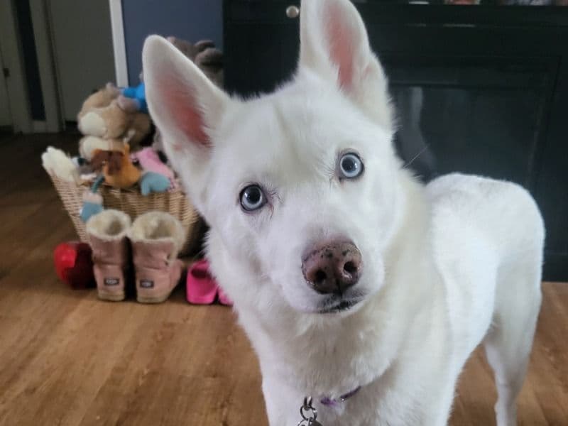 Stella primary photo