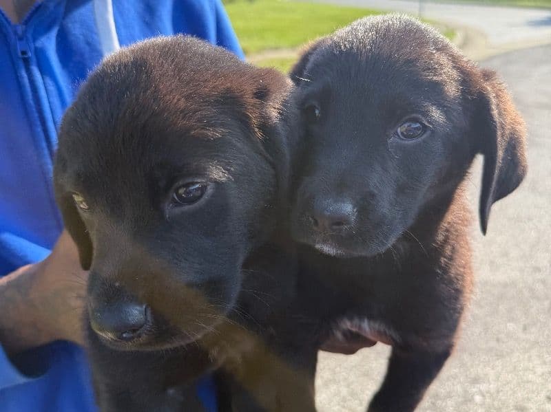 Mountain Cur 8 months old male small named Rocko for sale in Richland County, Ohio | Petmeetly