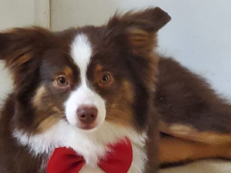 Milo primary photo